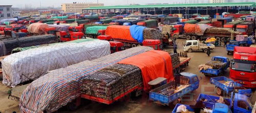 探访商丘农产品中心批发市场 全链条守护，托稳群众“菜篮子”