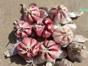 食用蔬菜种子市场 品种、趋势与批发报价指南